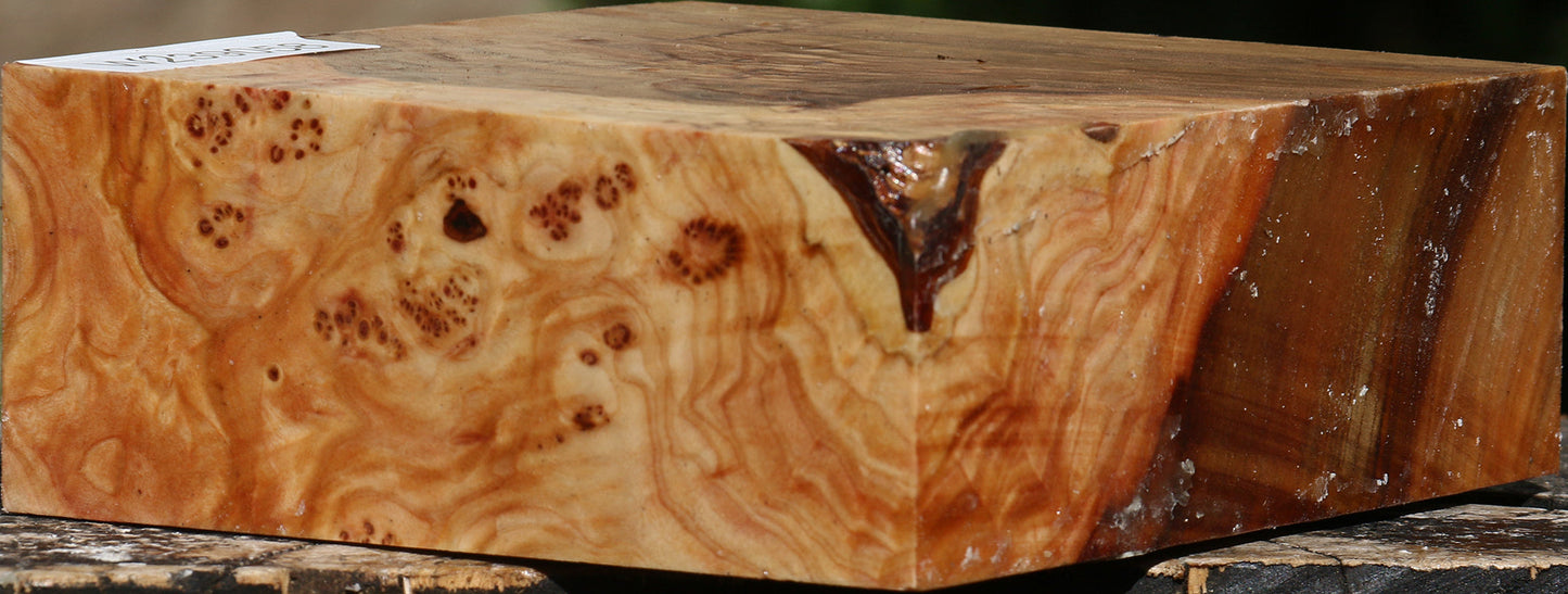 Elm Bowl Blank