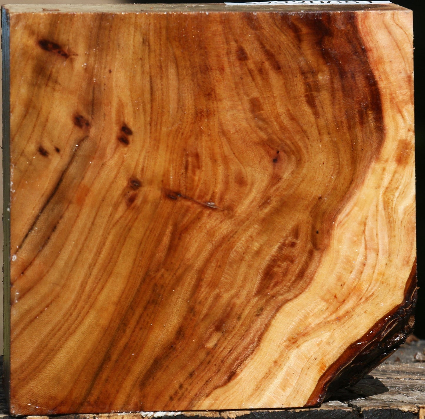 Elm Bowl Blank