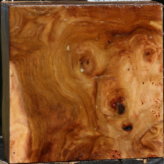 Elm Burl Bowl Blank