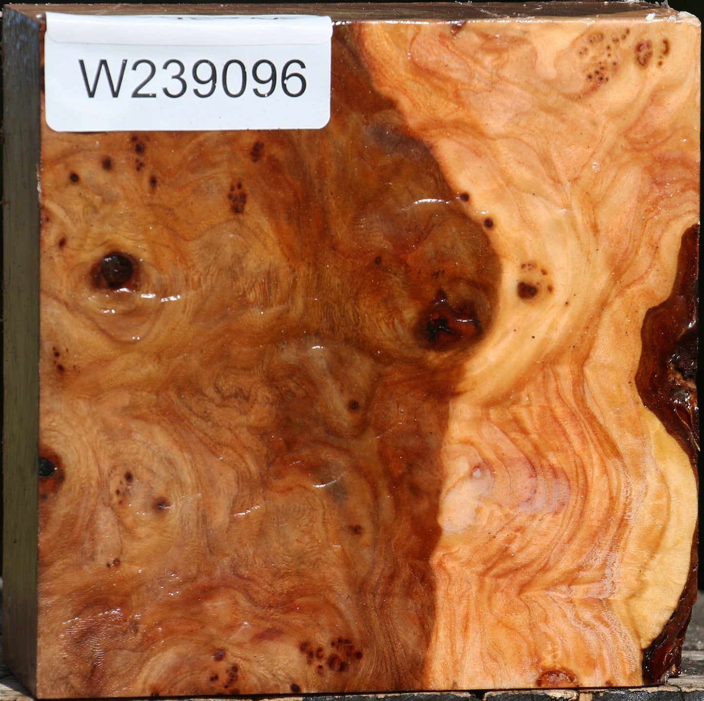 Elm Burl Bowl Blank