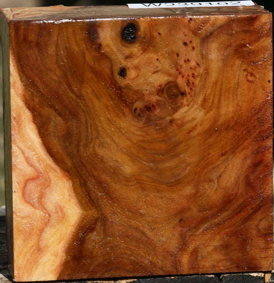 Elm Burl Bowl Blank