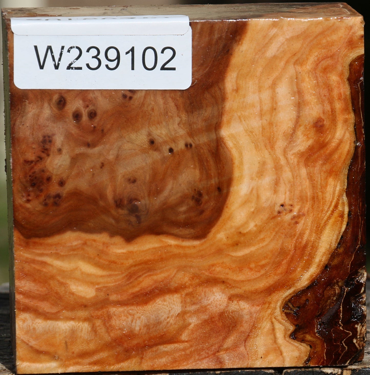 Elm Burl Bowl Blank