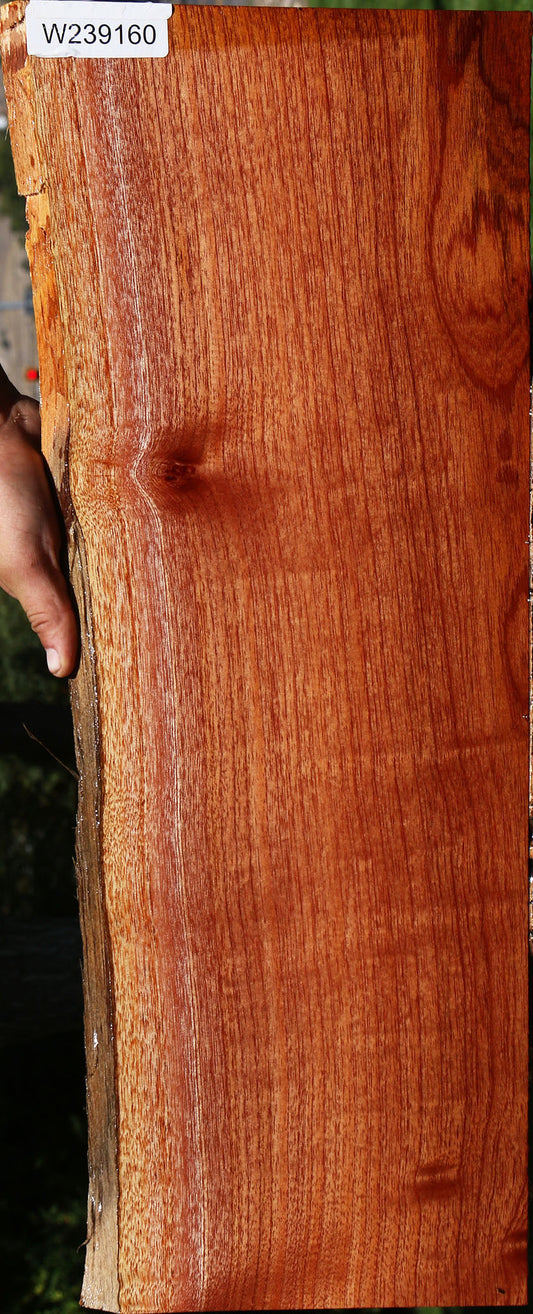 Brazilian Pepperwood Live Edge Lumber