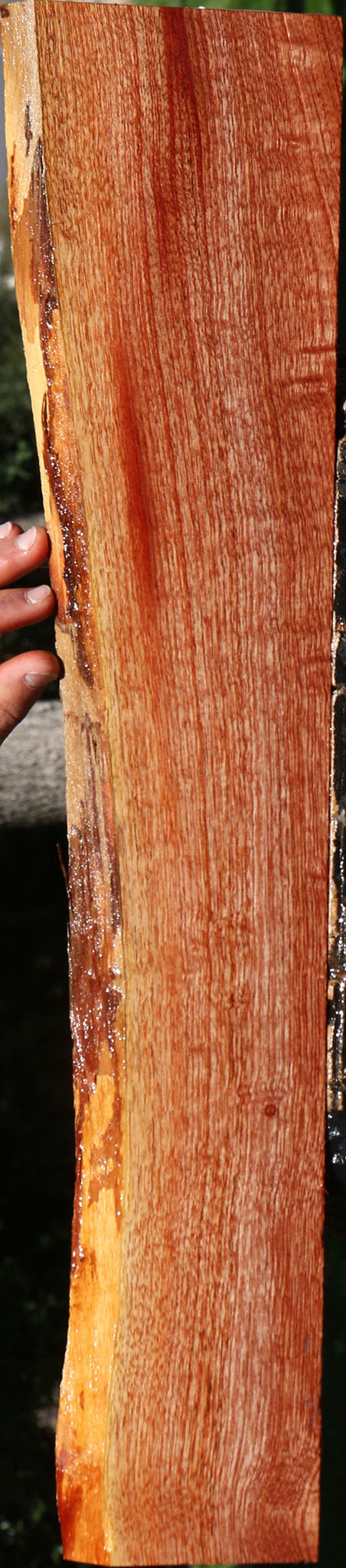 Figured Brazilian Pepperwood Live Edge Lumber