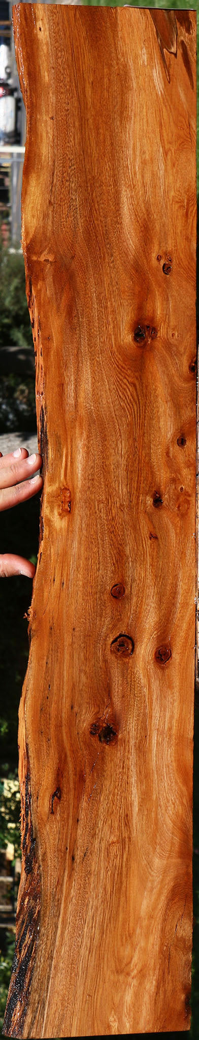 Figured Brazilian Pepperwood Live Edge Micro Lumber
