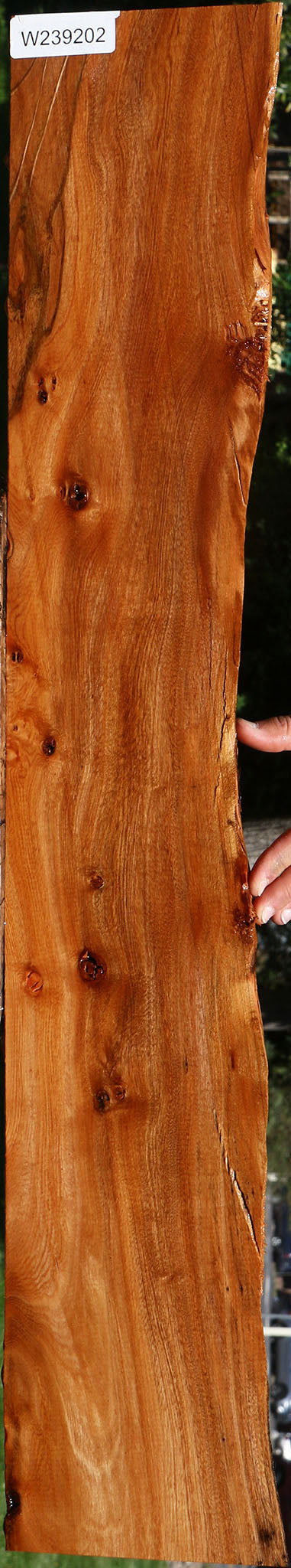 Figured Brazilian Pepperwood Live Edge Micro Lumber