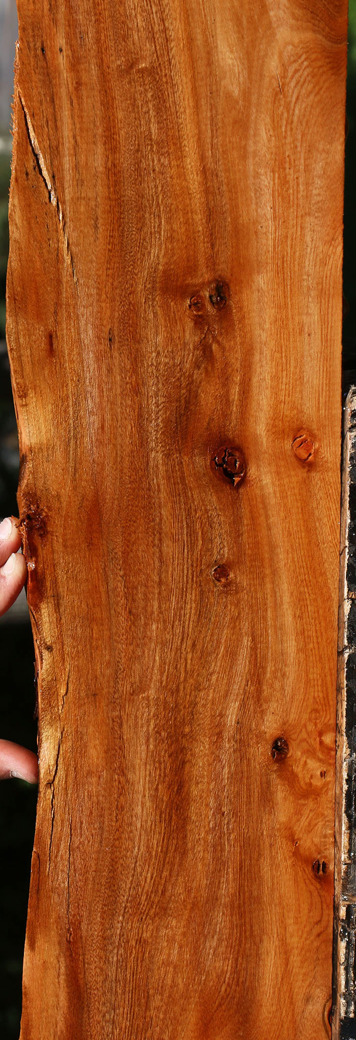 Figured Brazilian Pepperwood Live Edge Micro Lumber