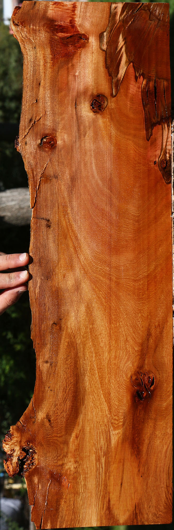 Figured Brazilian Pepperwood Live Edge Lumber