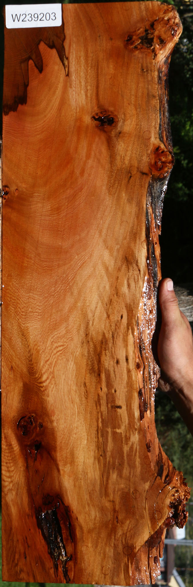 Figured Brazilian Pepperwood Live Edge Lumber