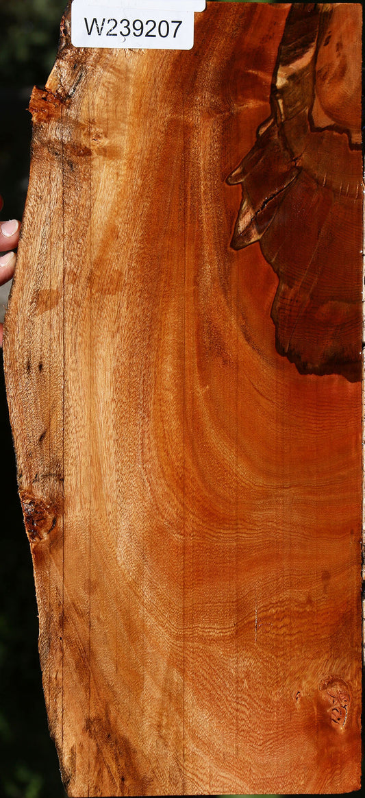 Figured Brazilian Pepperwood Live Edge Micro Lumber