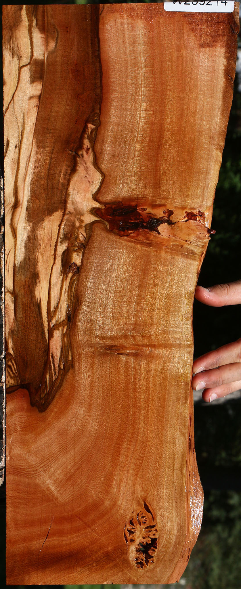 Figured Brazilian Pepperwood Micro Lumber