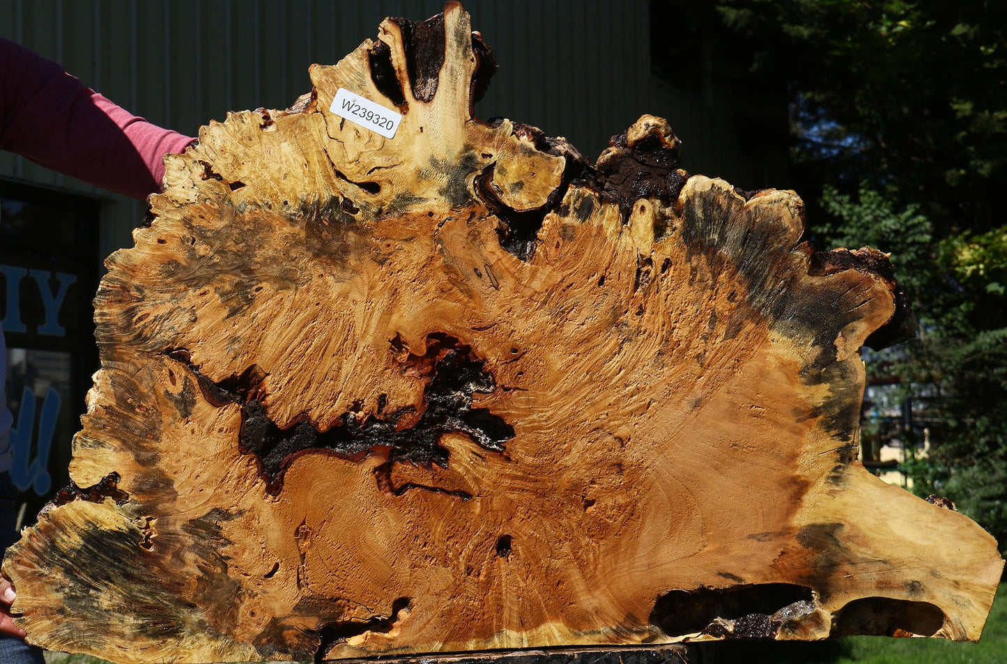Buckeye Burl Cookie