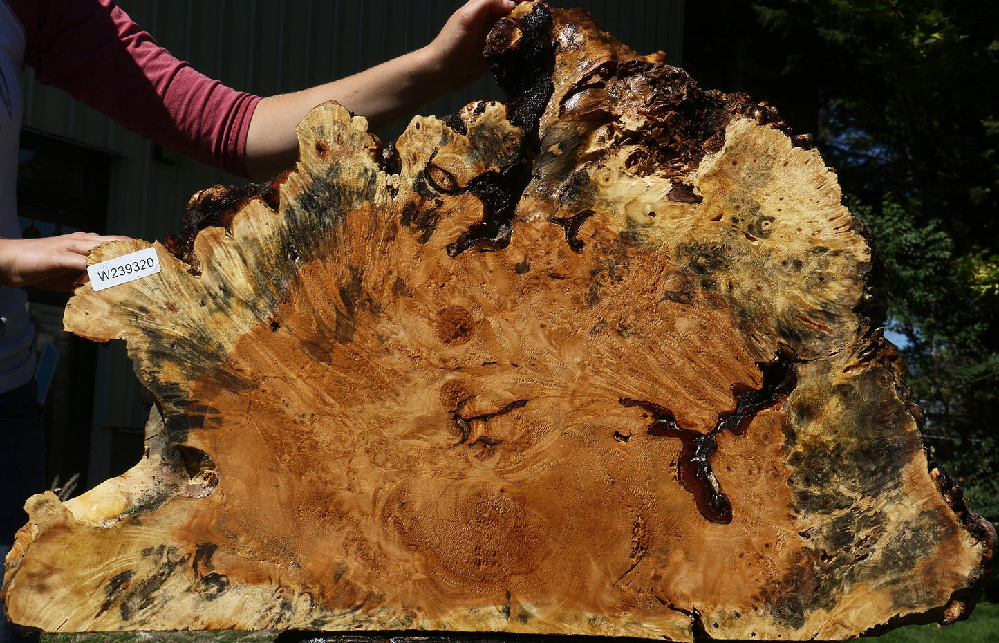 Buckeye Burl Cookie