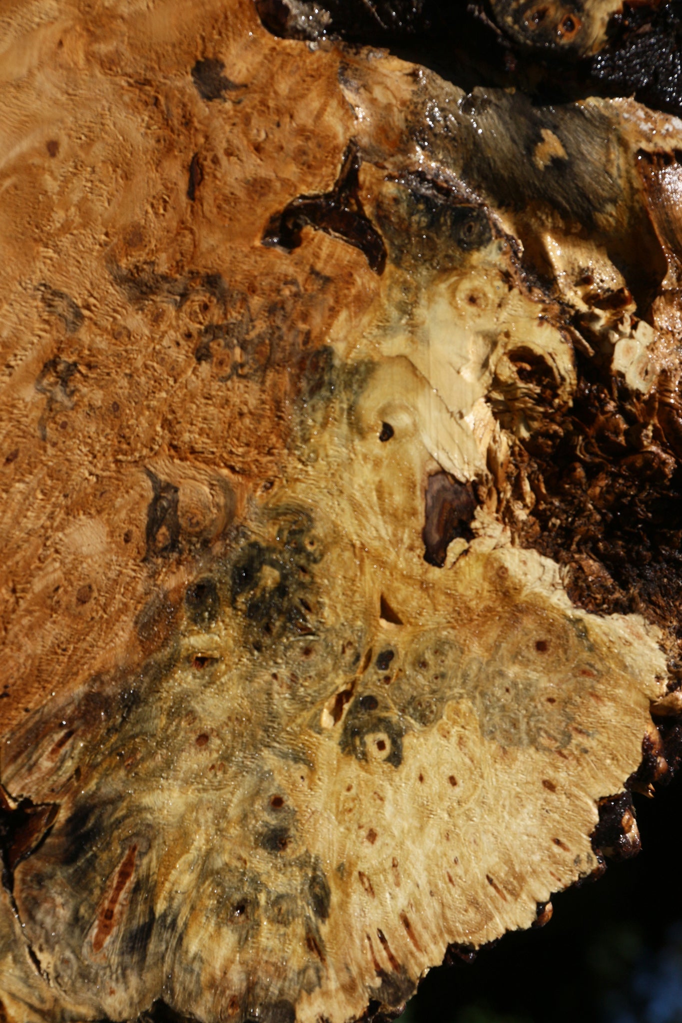 Buckeye Burl Cookie