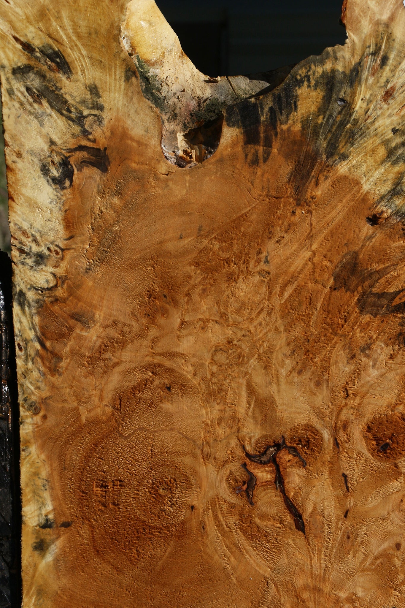 Buckeye Burl Cookie