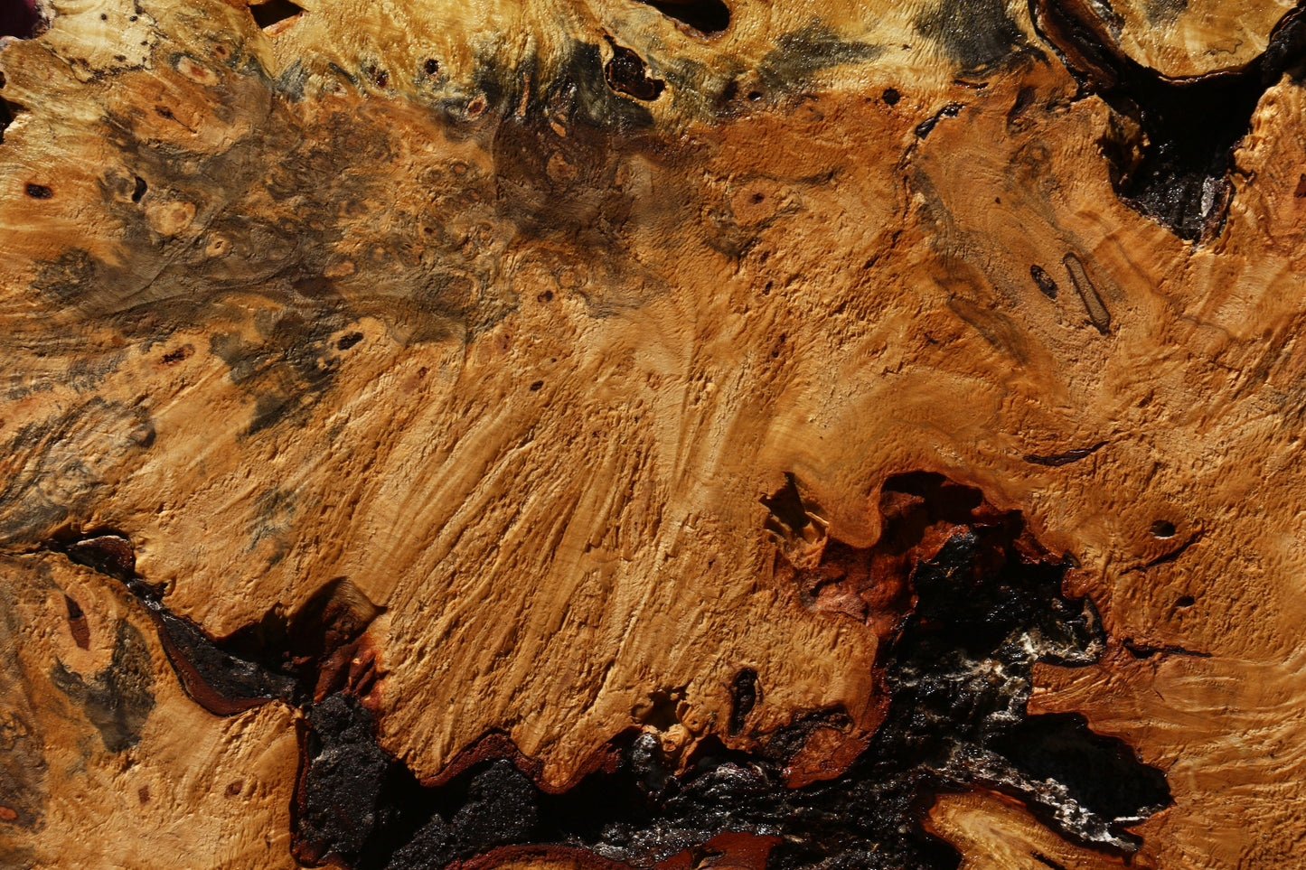 Buckeye Burl Cookie