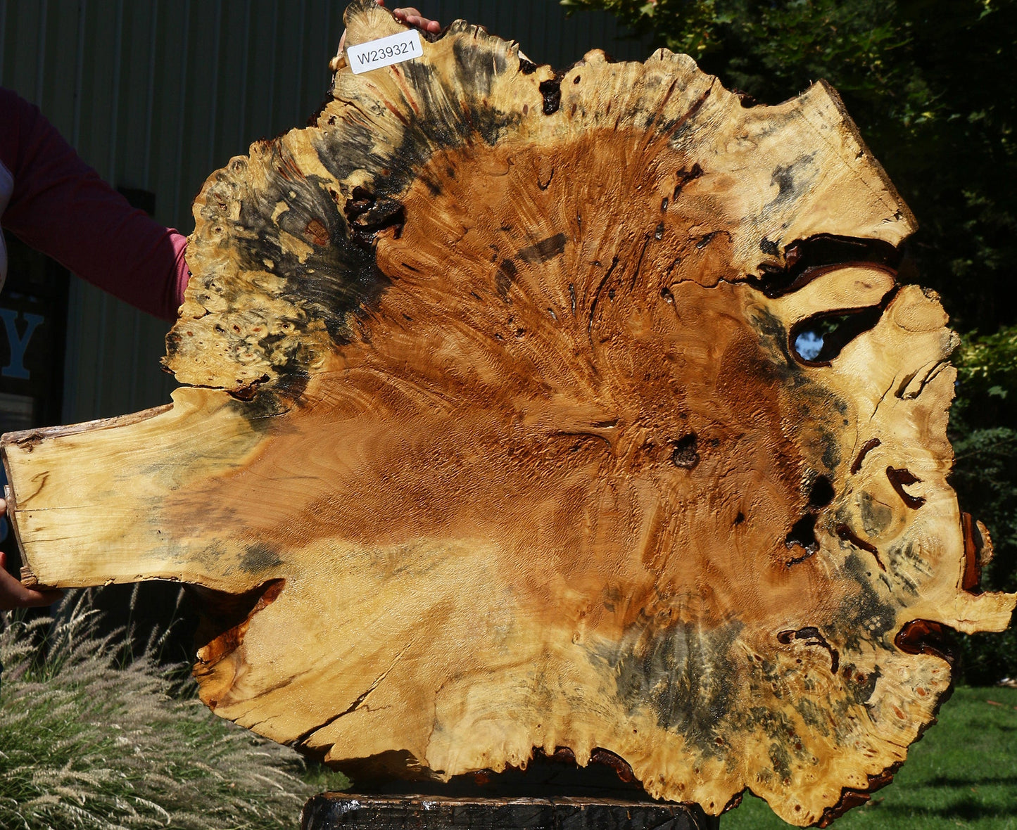 Buckeye Burl Cookie (Free Shipping Excluded)