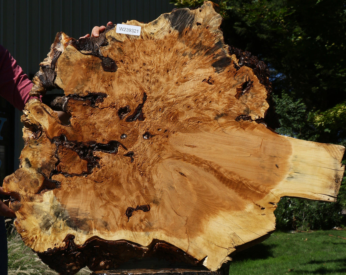 Buckeye Burl Cookie (Free Shipping Excluded)