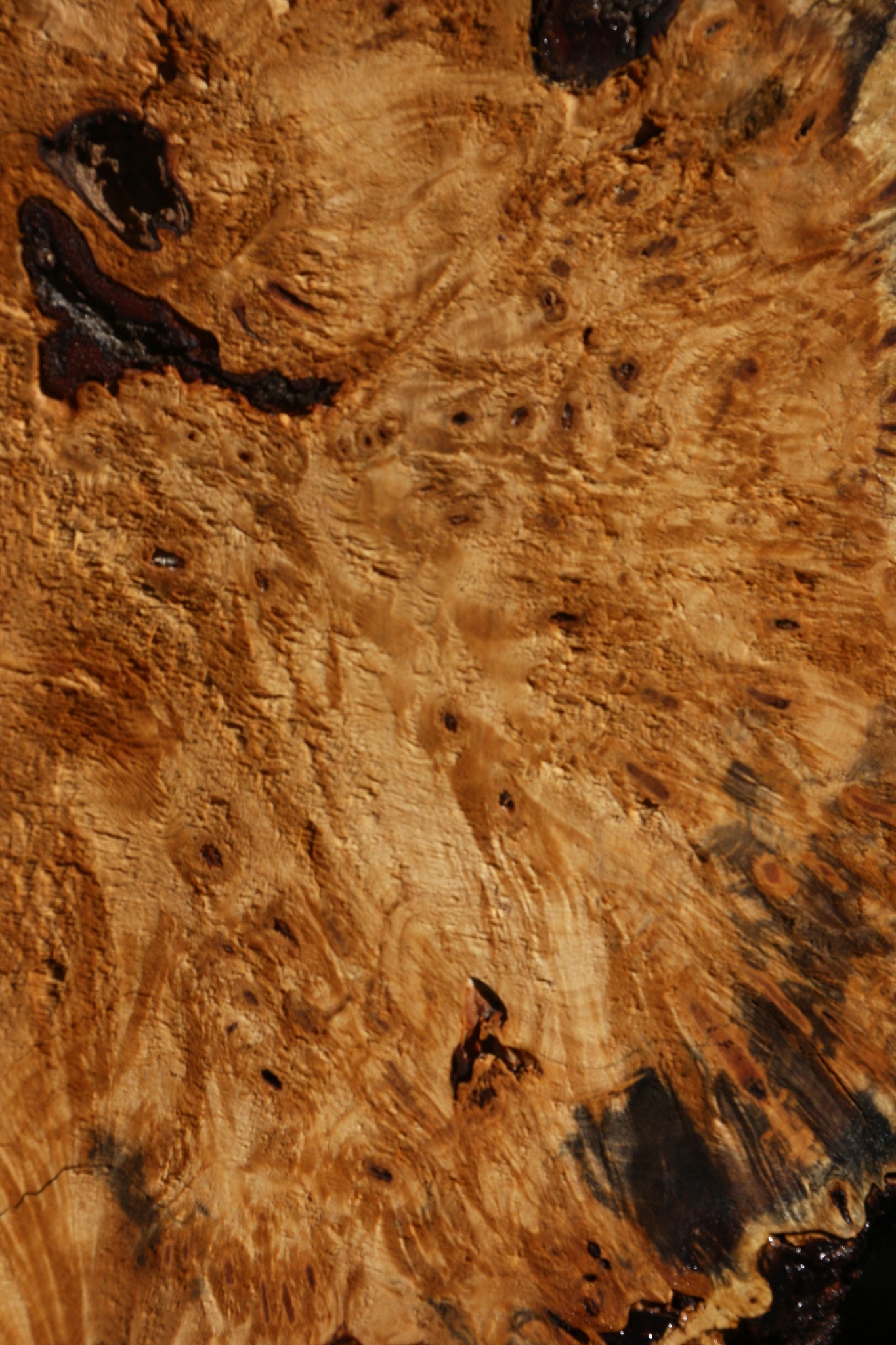 Buckeye Burl Cookie (Free Shipping Excluded)