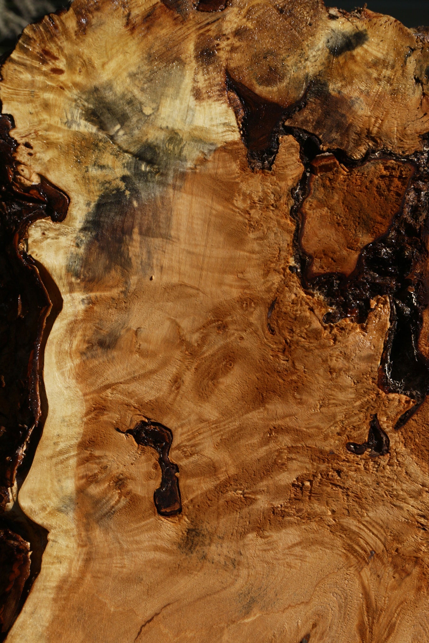 Buckeye Burl Cookie (Free Shipping Excluded)