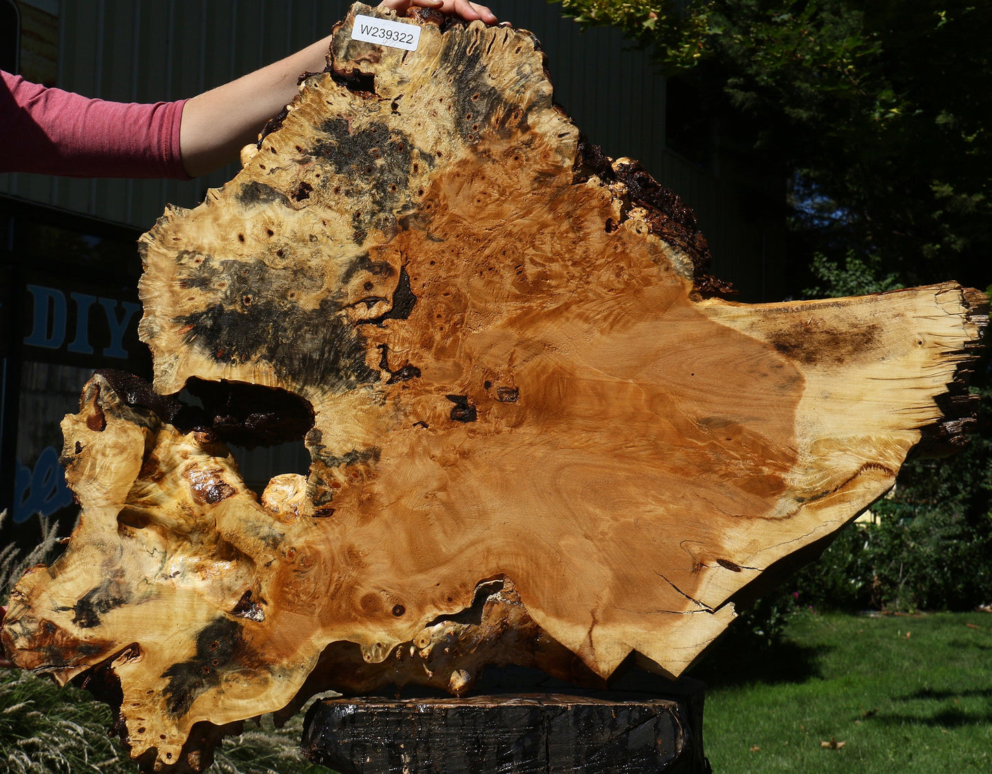 Buckeye Burl Cookie (Free Shipping Excluded)