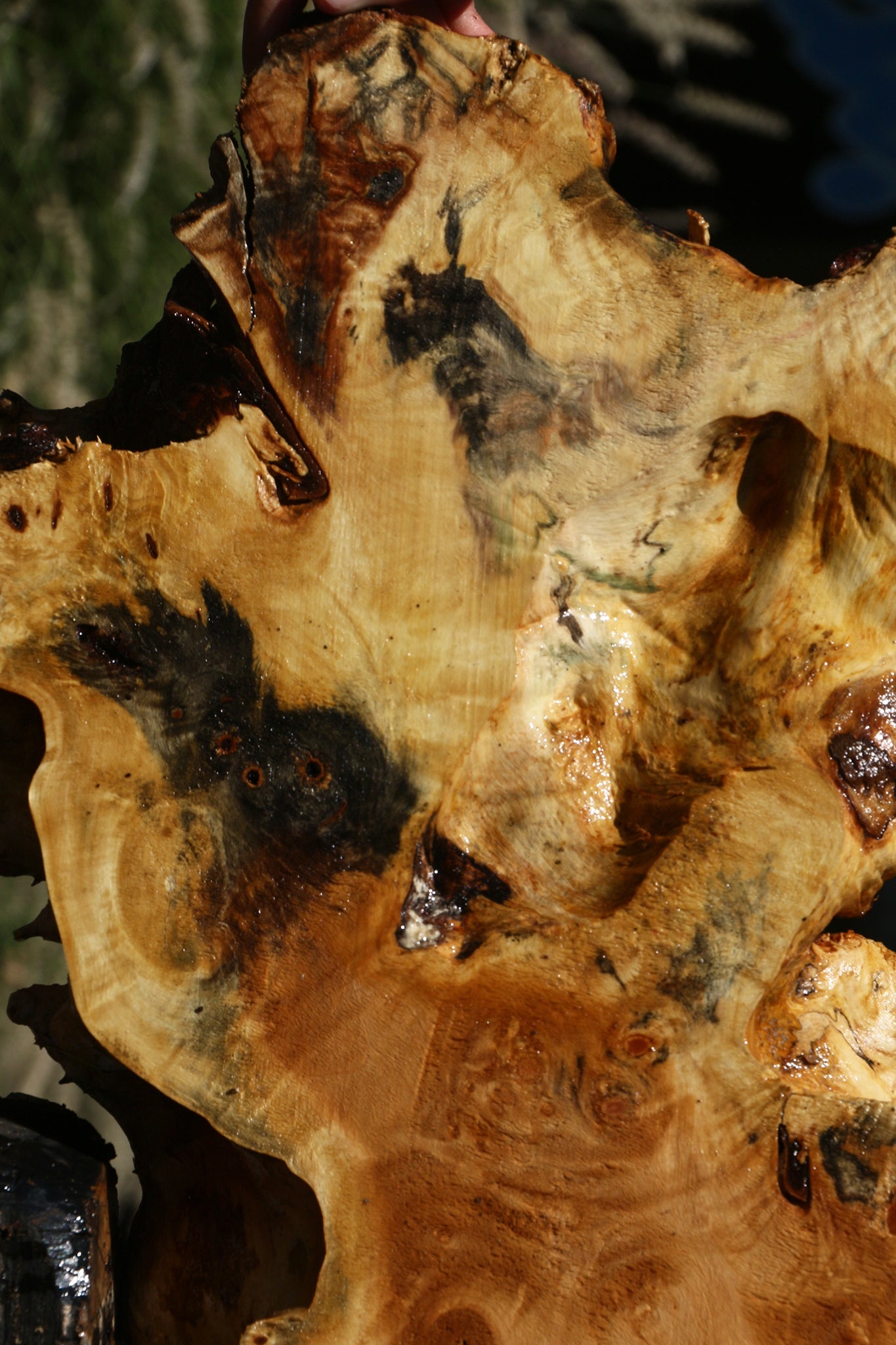 Buckeye Burl Cookie (Free Shipping Excluded)