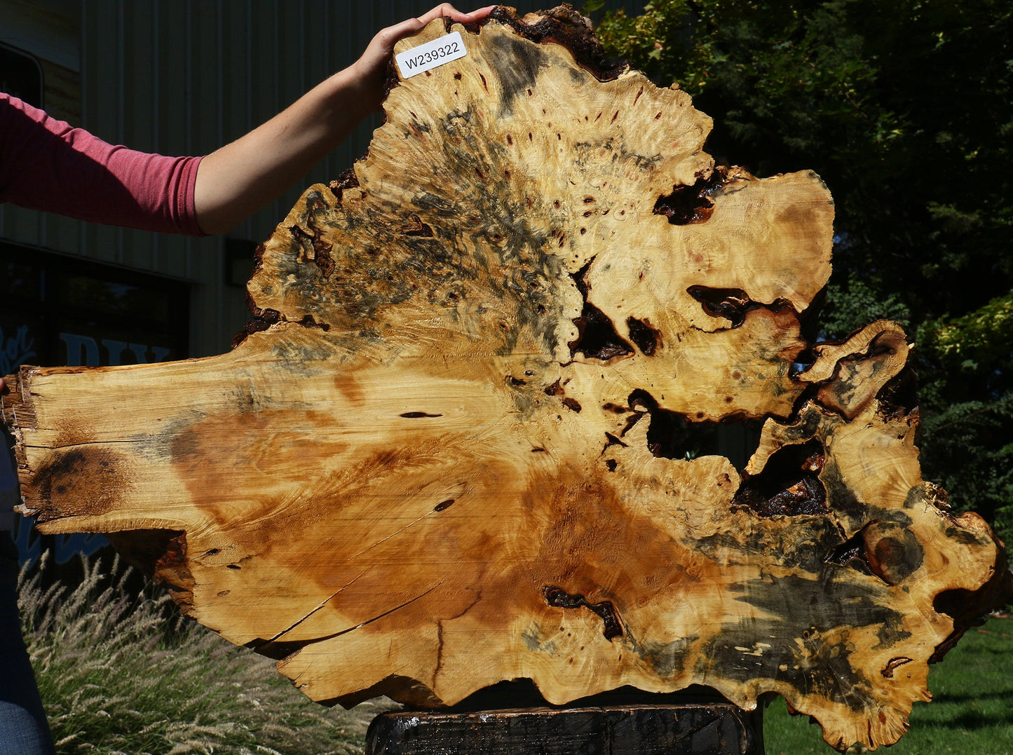 Buckeye Burl Cookie (Free Shipping Excluded)