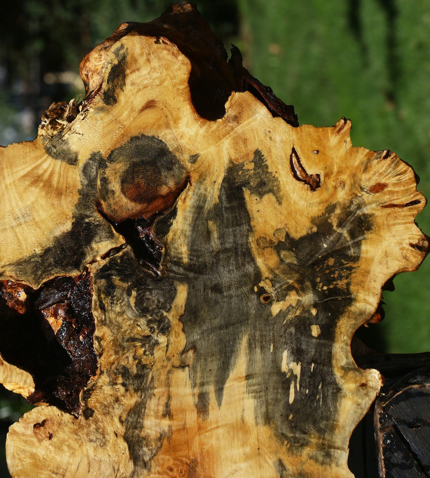 Buckeye Burl Cookie (Free Shipping Excluded)