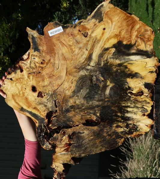 Buckeye Burl Cookie (Free Shipping Excluded)