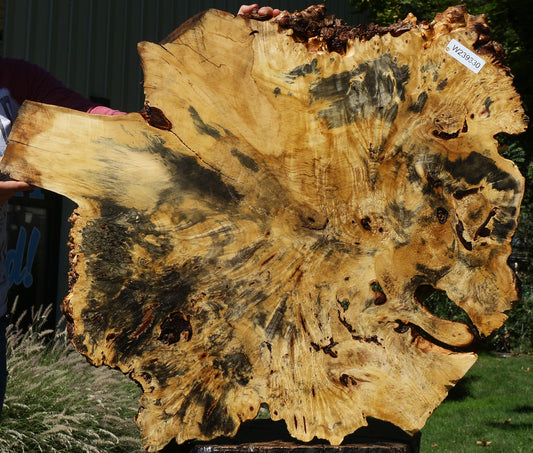 Buckeye Burl Cookie (Free Shipping Excluded)