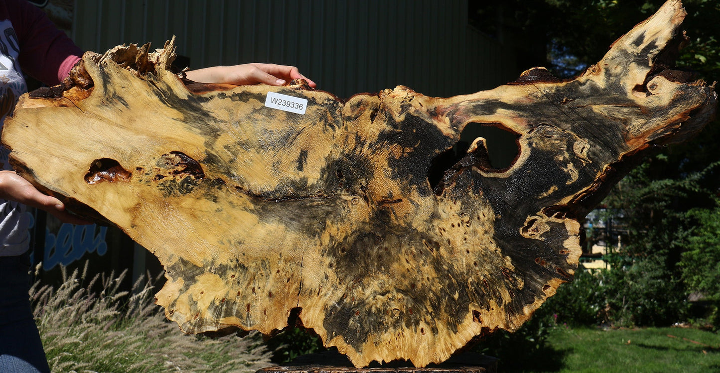 Buckeye Burl Cookie