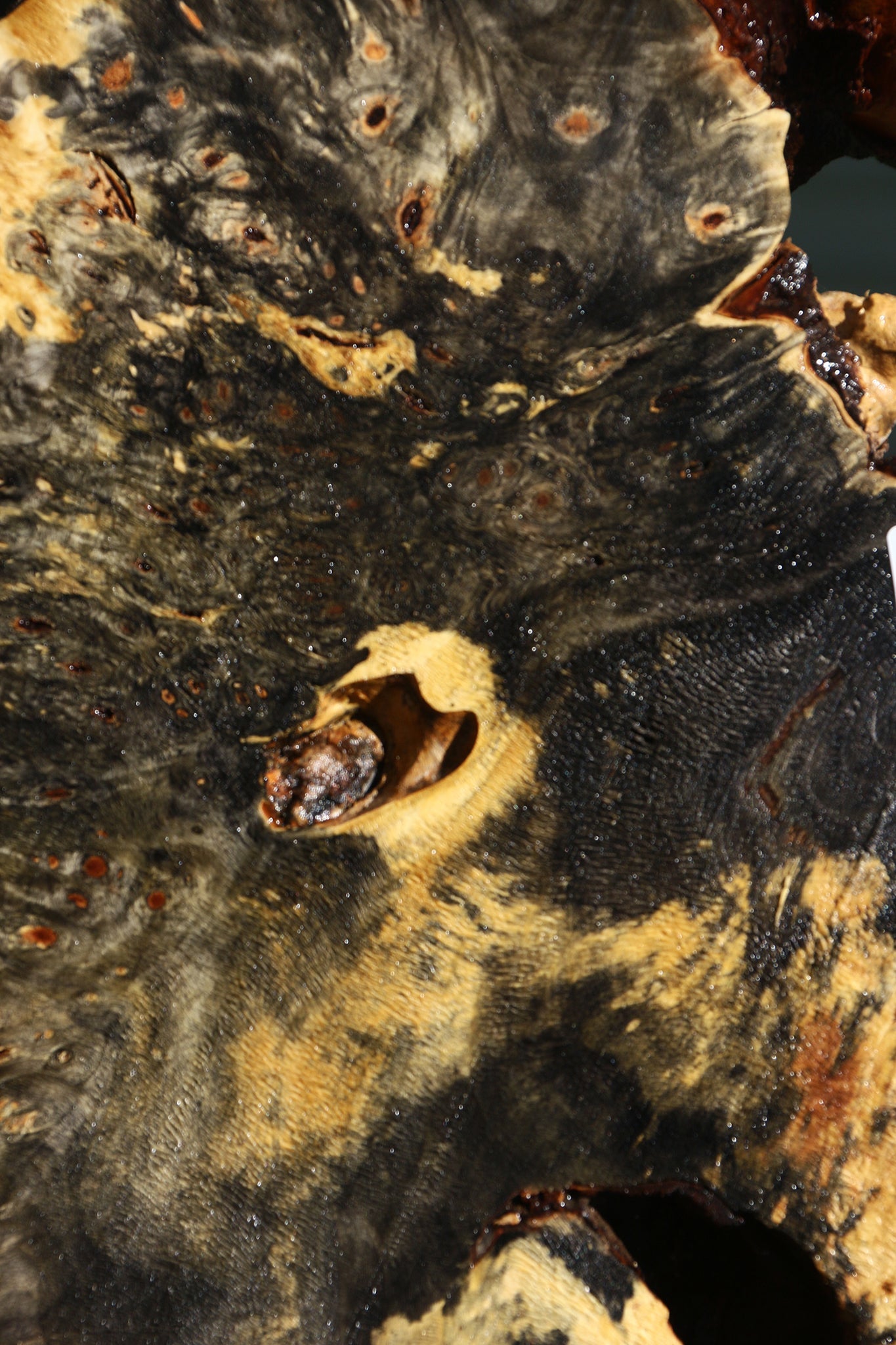 Buckeye Burl Cookie