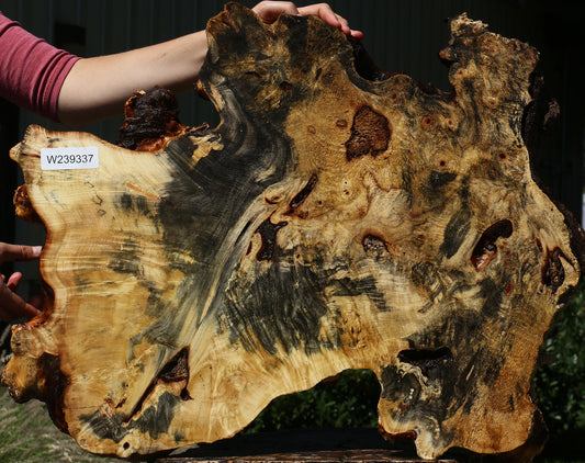 Buckeye Burl Cookie