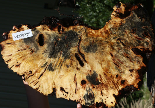Buckeye Burl Cookie