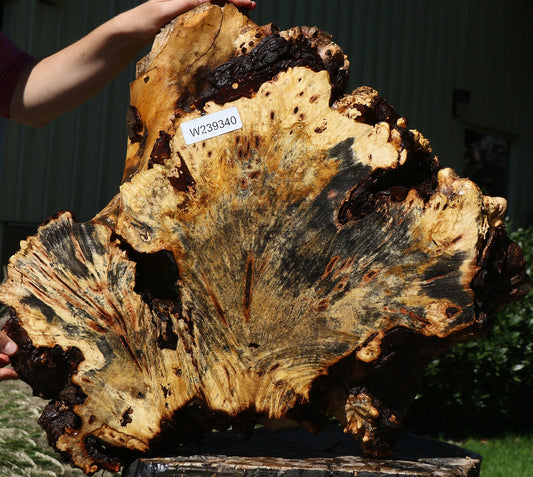 Buckeye Burl Cookie