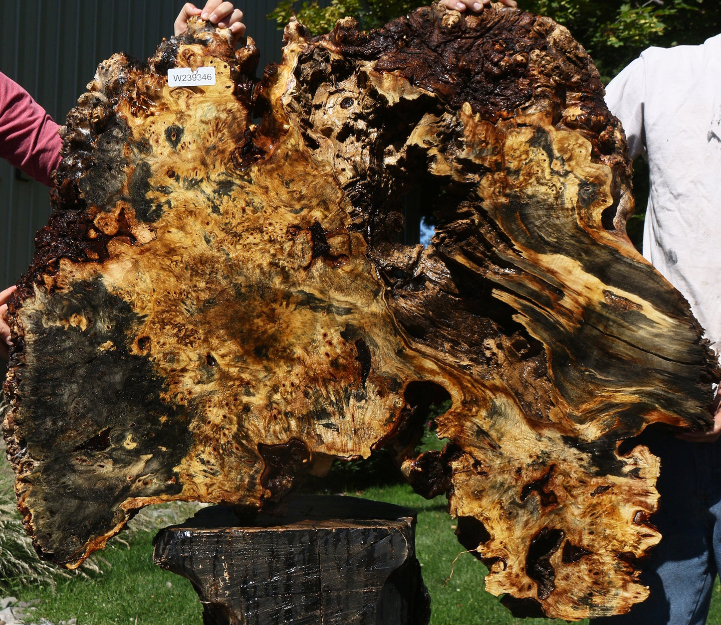 Buckeye Burl Cookie