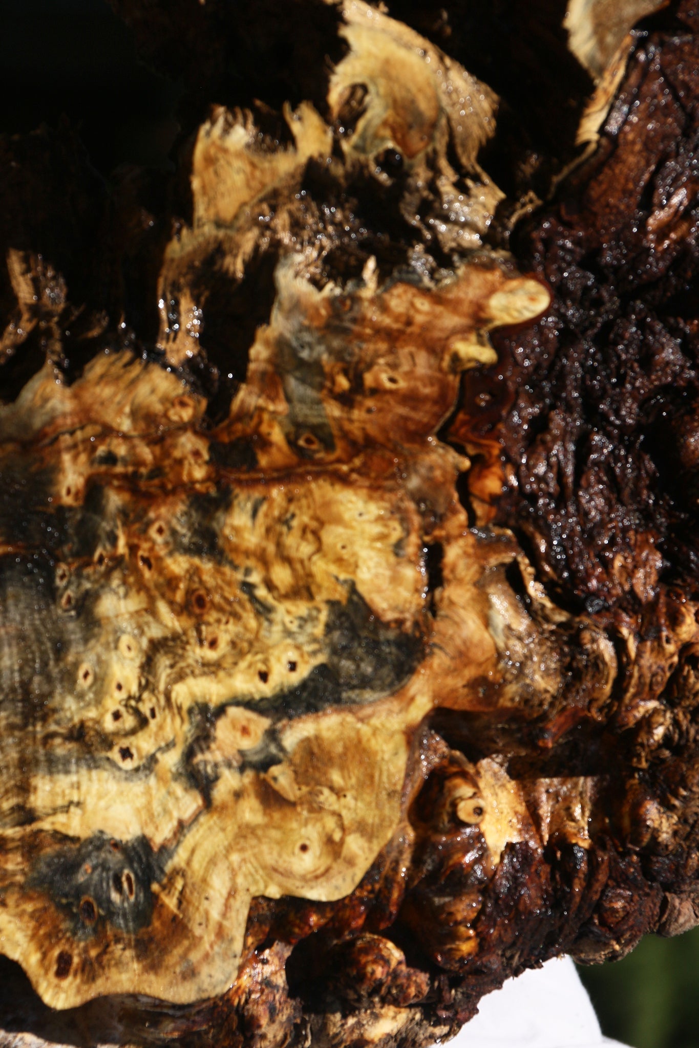 Buckeye Burl Cookie