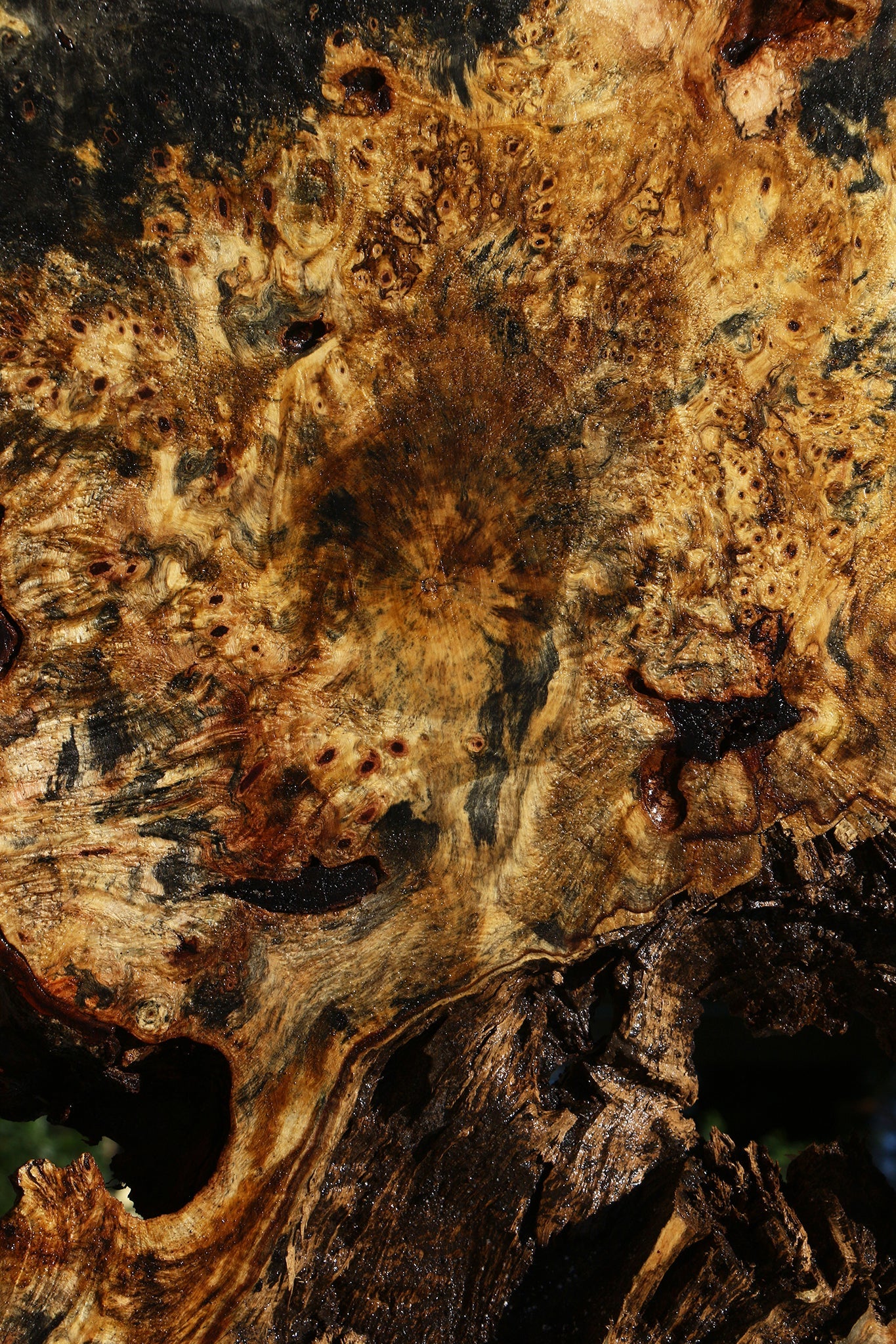 Buckeye Burl Cookie
