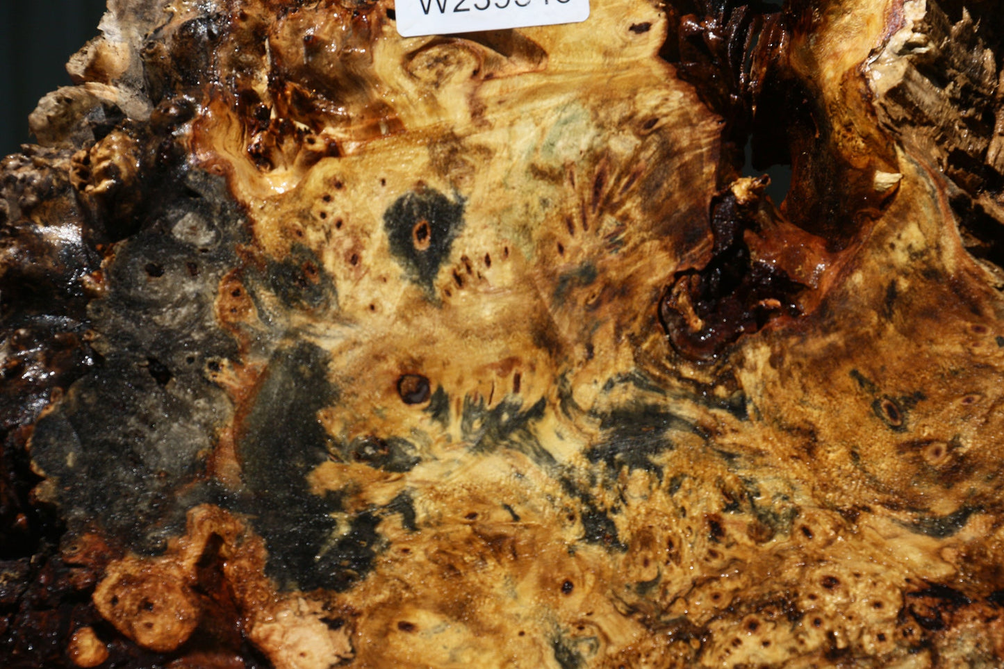 Buckeye Burl Cookie