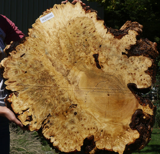 Buckeye Burl Cookie (Free Shipping Excluded)