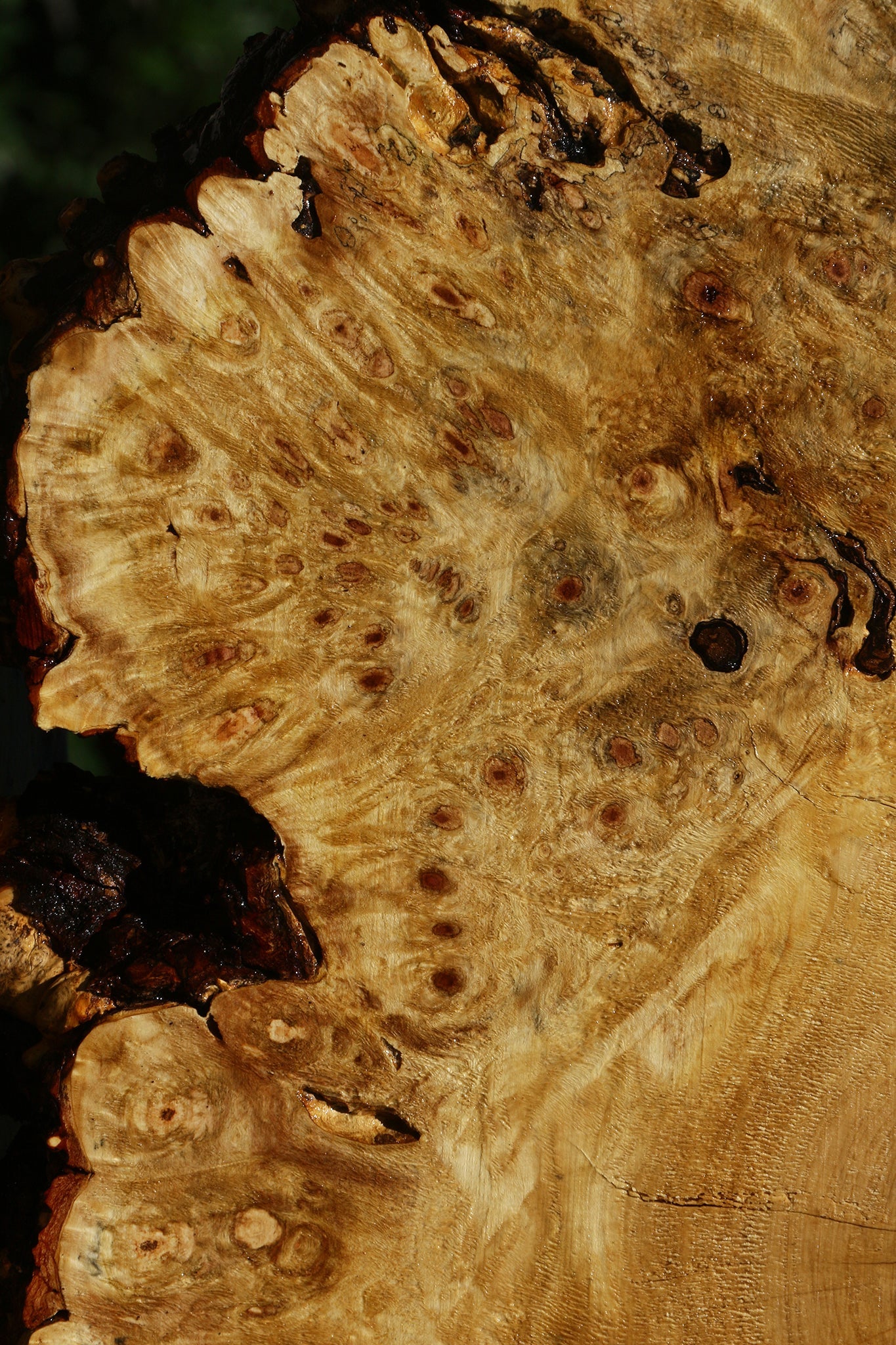 Buckeye Burl Cookie (Free Shipping Excluded)