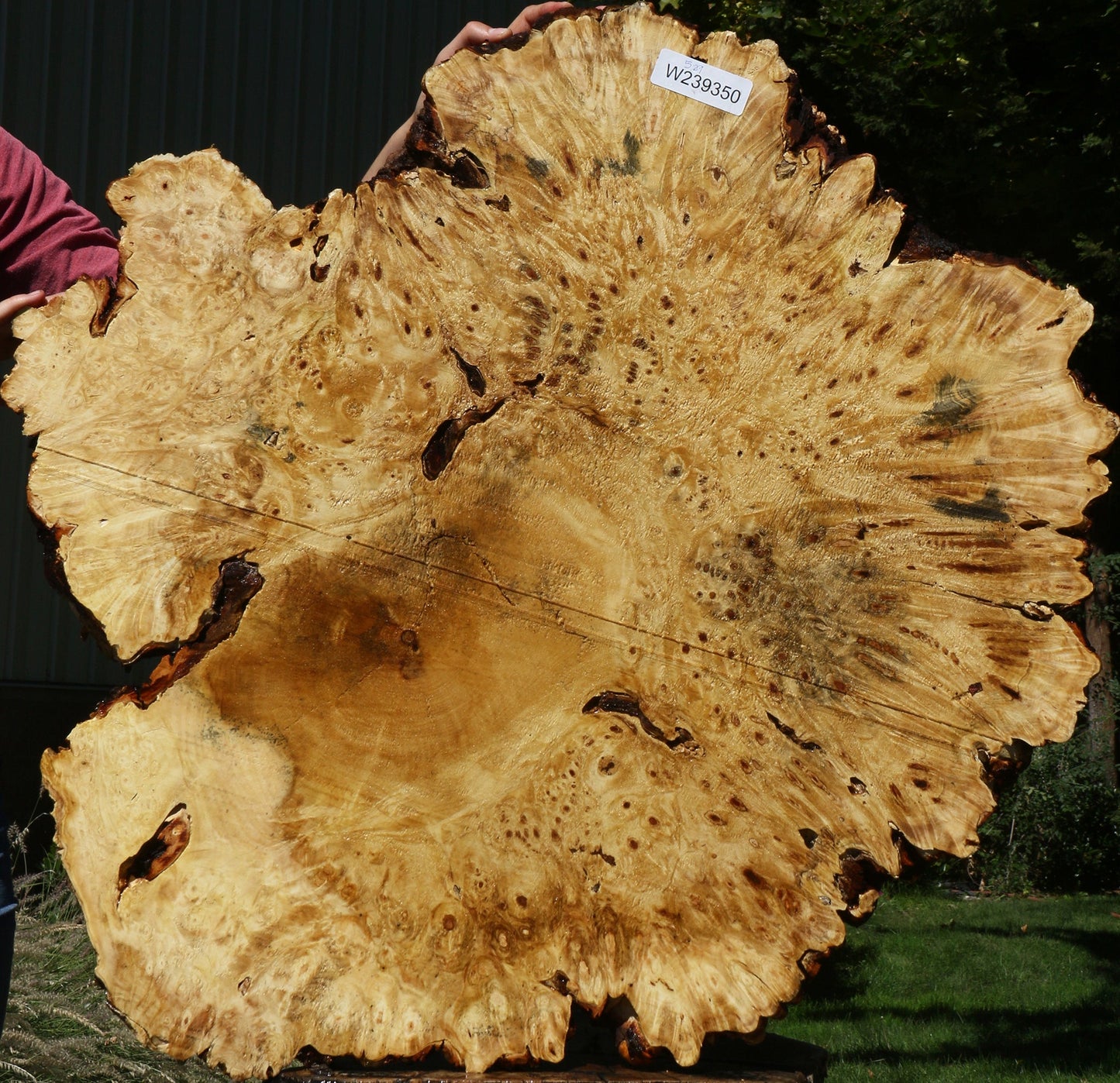 Buckeye Burl Cookie (Free Shipping Excluded)