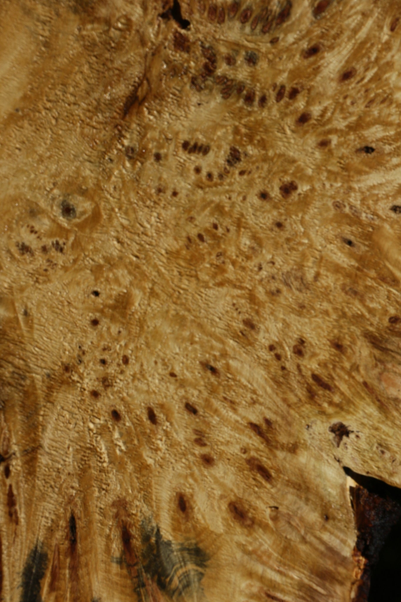 Buckeye Burl Cookie (Free Shipping Excluded)