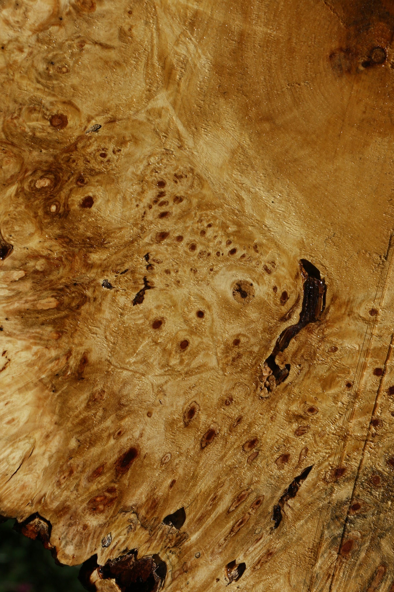 Buckeye Burl Cookie (Free Shipping Excluded)