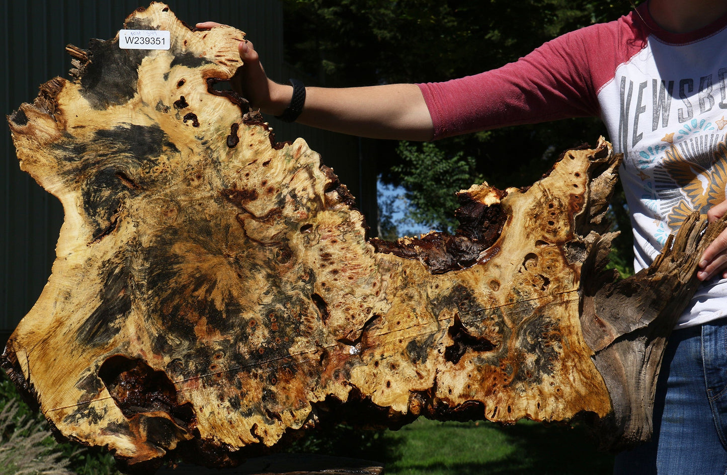 Buckeye Burl Cookie