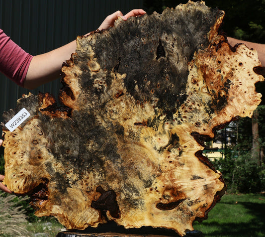 Buckeye Burl Cookie
