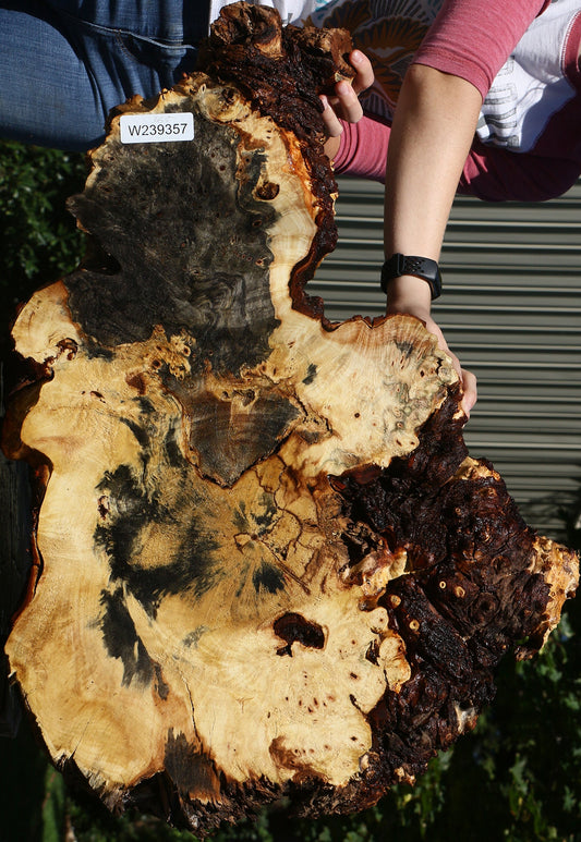 Buckeye Burl Cookie
