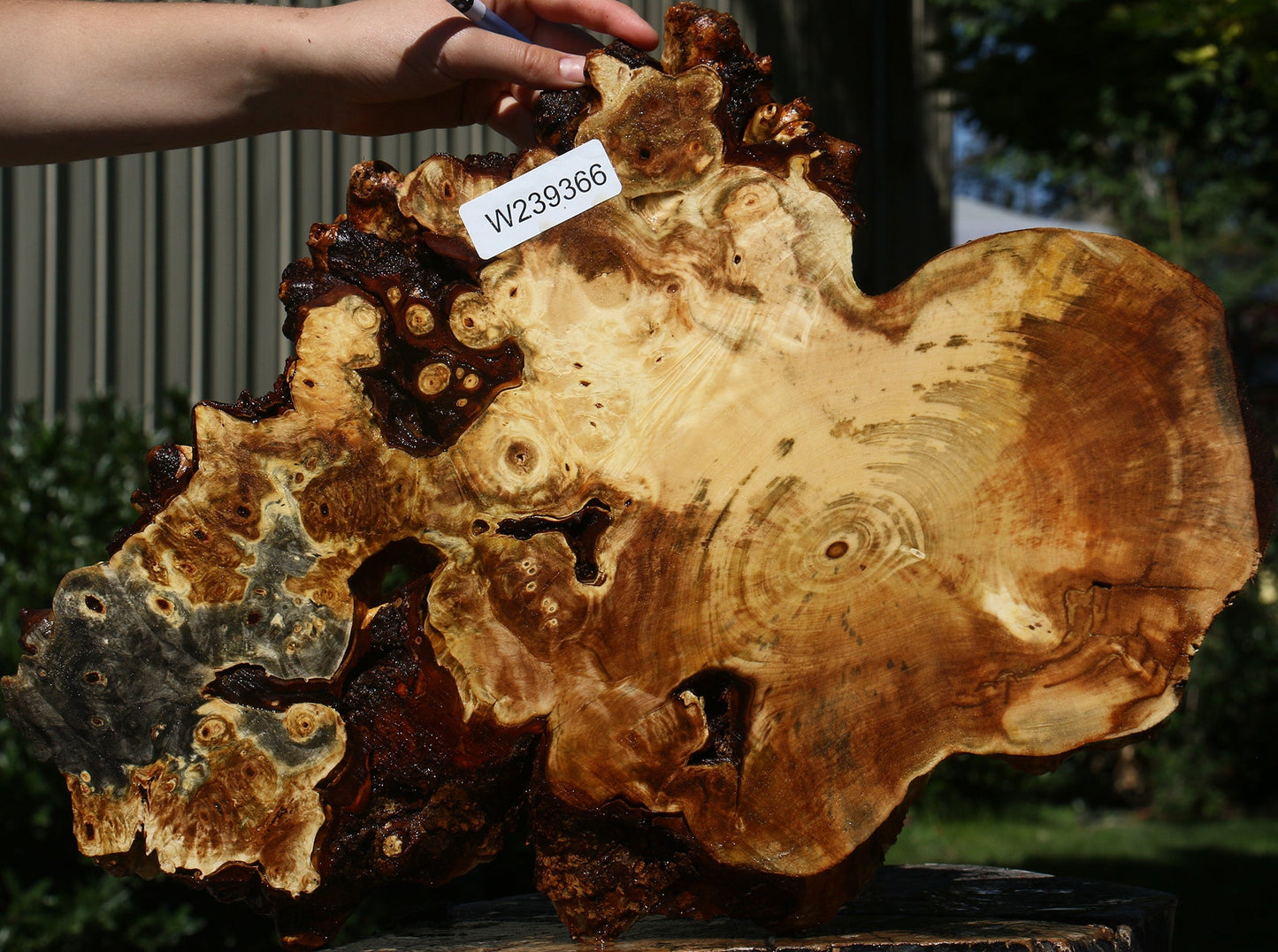 Buckeye Burl Cookie