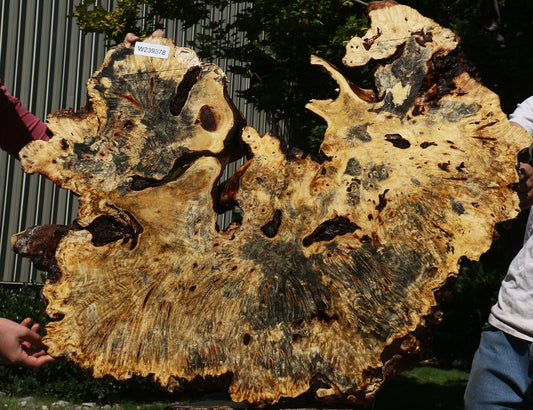 Buckeye Burl Cookie (Free Shipping Excluded)