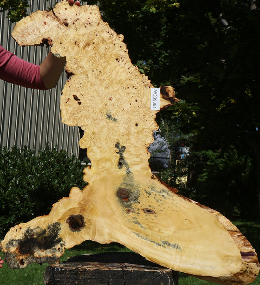 Buckeye Burl Cookie (Free Shipping Excluded)